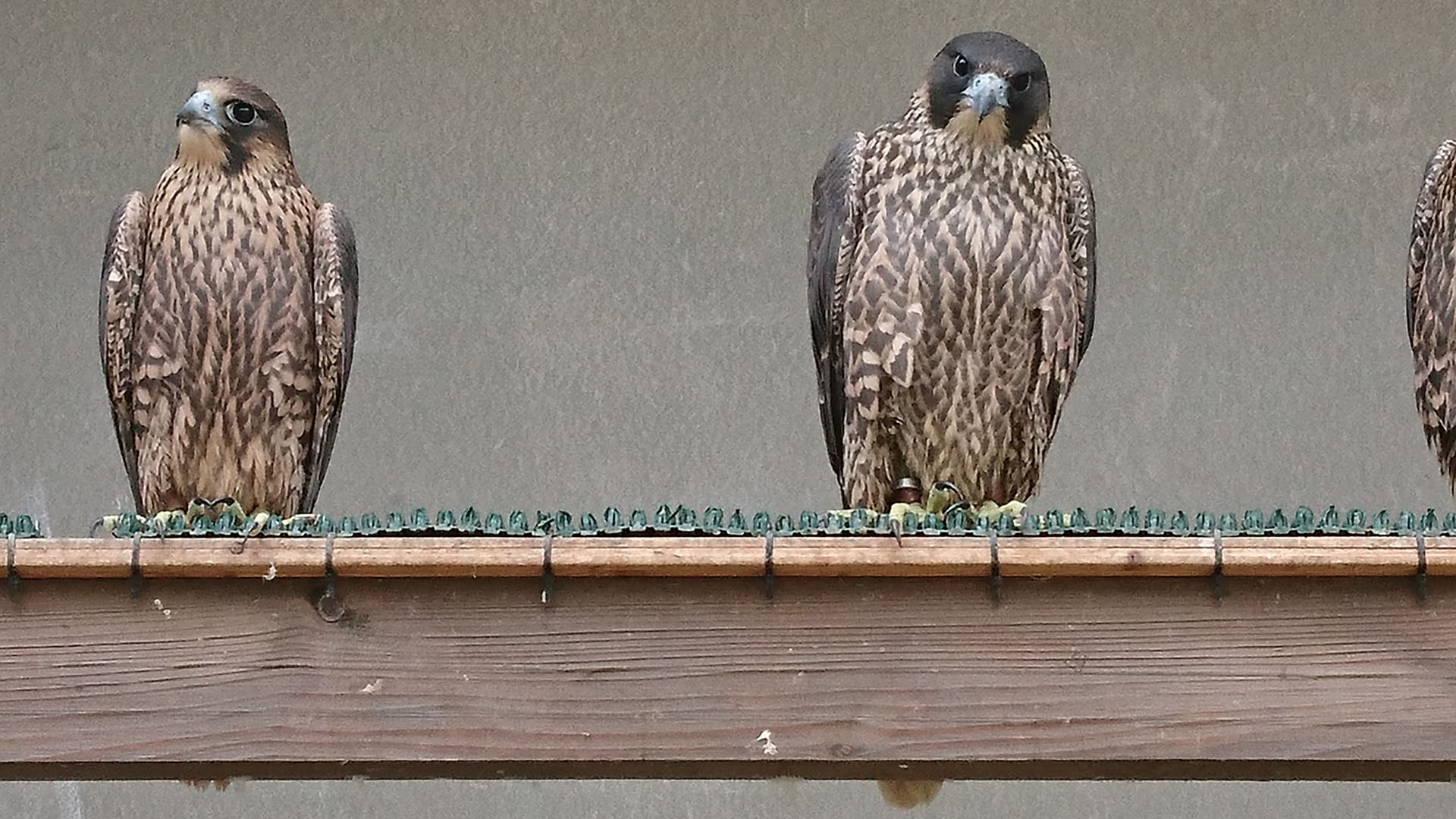 Gallery :: Rado Falcons - Peregrine Falcons Breeder