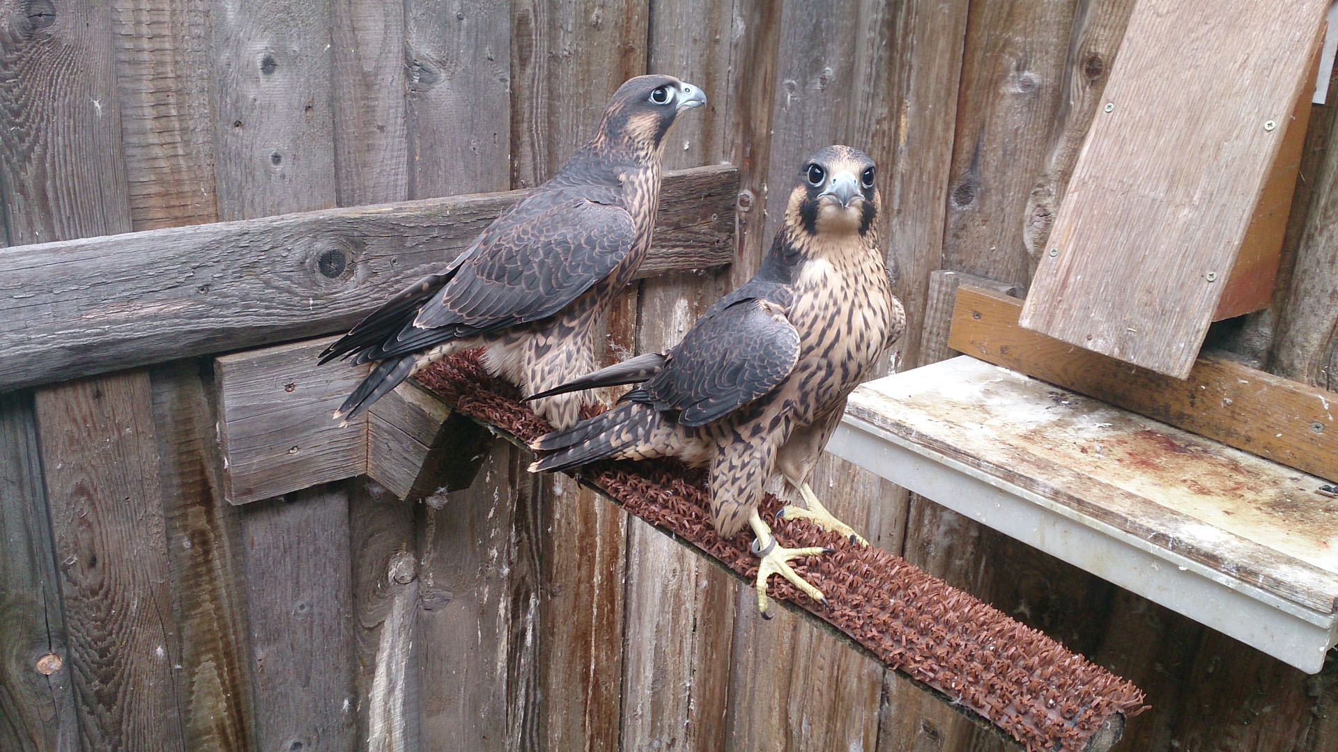 Gallery :: Rado Falcons - Peregrine Falcons Breeder